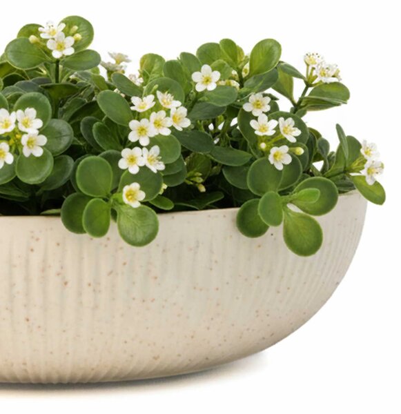 Okrasná miska PLANA, sklolaminát, průměr 34 cm, béžová
