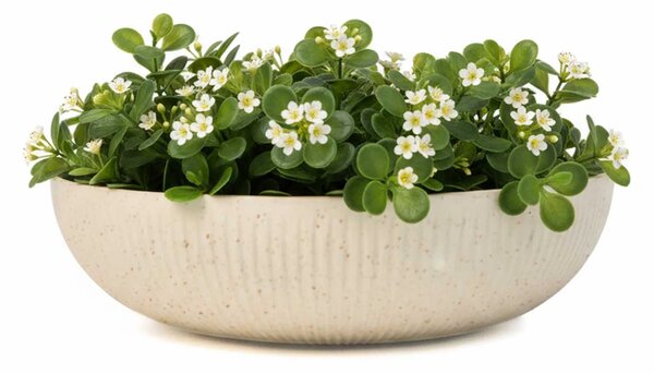 Okrasná miska PLANA, sklolaminát, průměr 34 cm, béžová