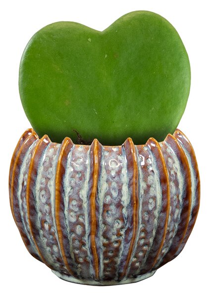 Ter Steege Obal Cassie mint D14 H11