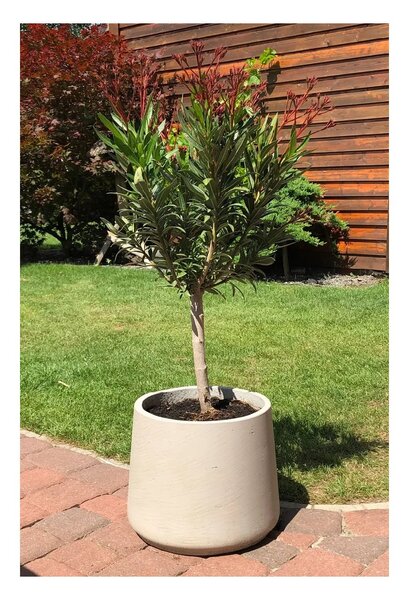 Květináč TROPICO, sklolaminát, výška 29 cm, béžová