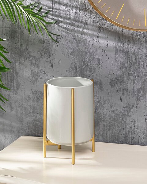 Agáve Grey záhonová 22cm