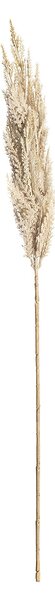 Větvička pampové trávy 90cm cream