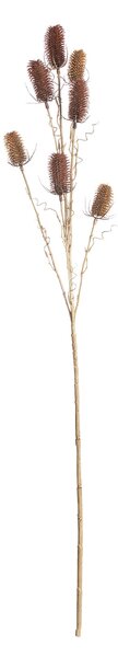 Okrasný bodlák 110cm red beige