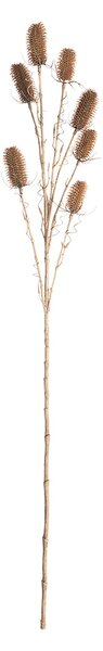 Okrasný bodlák 110cm beige