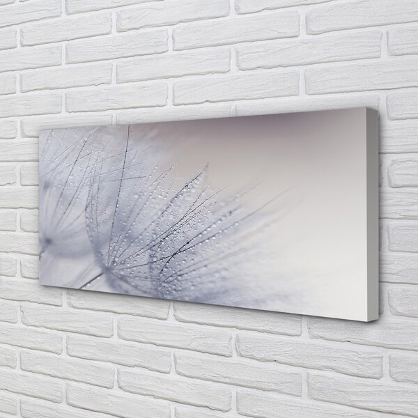 Obrazy na plátně Kapky rosy pampelišky 100x50 cm