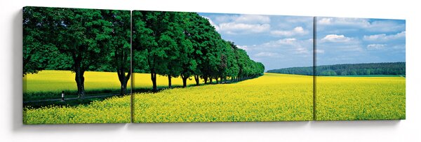 Obraz pole s alejí (170x50 cm)