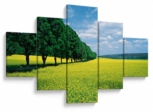 Obraz pole s alejí (125x70 cm)