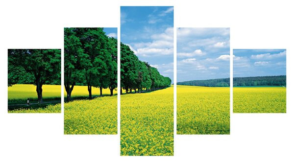 Obraz pole s alejí (125x70 cm)