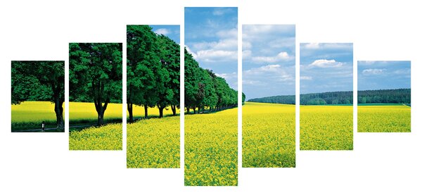 Obraz pole s alejí (210x100 cm)