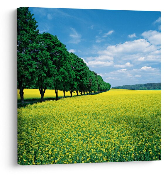 Obraz pole s alejí (30x30 cm)