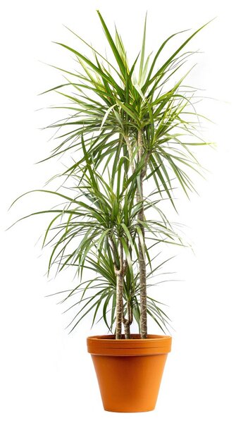 Dracaena marginata, průměr 24 cm Dracéna lemovaná, Dračinec