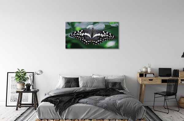 Obrazy na plátně Barevný motýl listí 100x50 cm