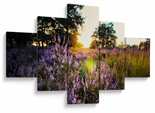 Obraz pole levandulí (125x70 cm)