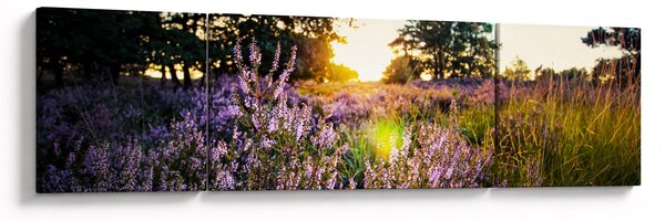 Obraz pole levandulí (170x50 cm)
