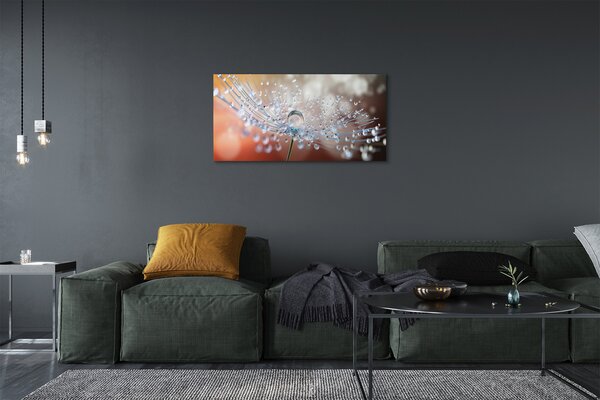 Obrazy na plátně Kapky makro pampeliška 100x50 cm