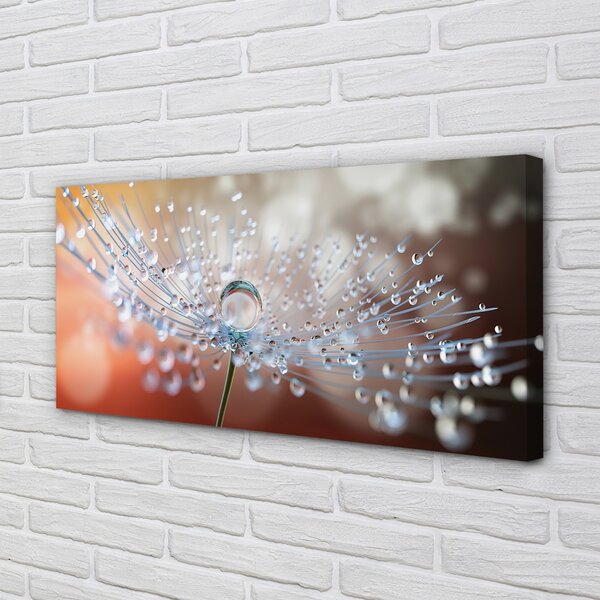 Obrazy na plátně Kapky makro pampeliška 100x50 cm