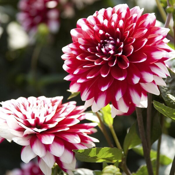 VILLAGE CANDLE Dahlia Vonná svíčka, 389 g