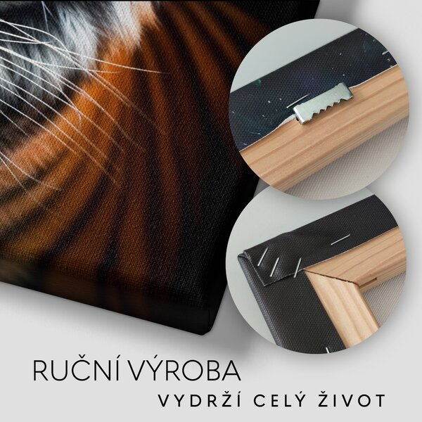Obraz na plátně - Tygr, oční kontakt, Králové divočiny FeelHappy.cz Rozměr (Šířka/Výška): 40 x 40 cm