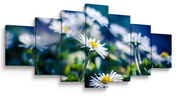 Obraz sedmikrásek (210x100 cm)