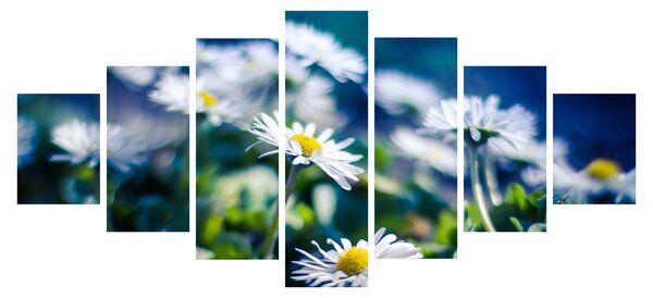 Obraz sedmikrásek (210x100 cm)