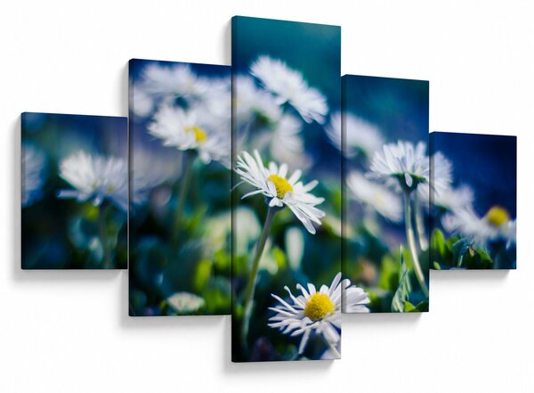 Obraz sedmikrásek (125x70 cm)