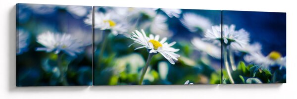 Obraz sedmikrásek (170x50 cm)