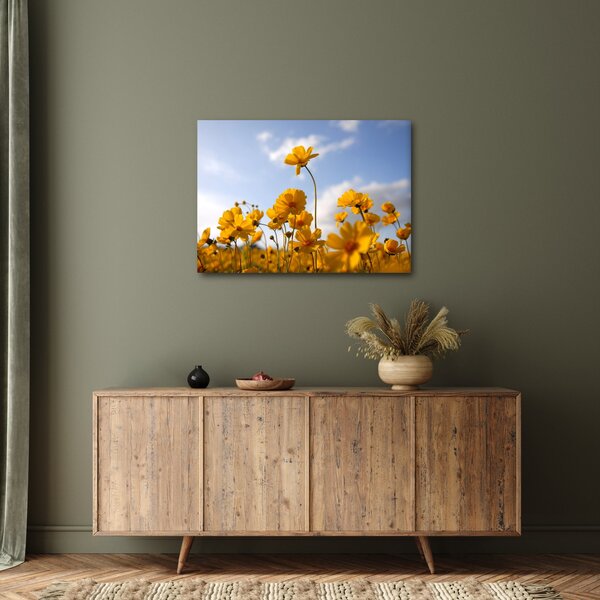 Obraz pole s jasně žlutými květy (70x50 cm)