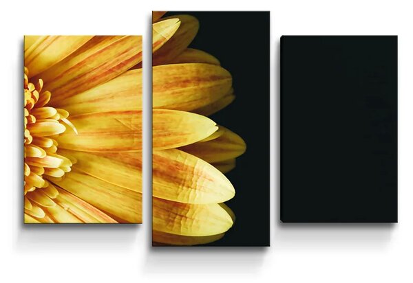 Sablio Obraz - 3-dílný Žlutá gerbera - 75x50 cm