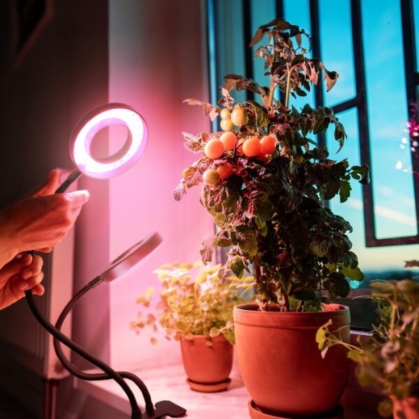 LED Stm flex. stolní lampa s klipem pro pěst. rostlin VITARO 2xLED/4W/230V černá