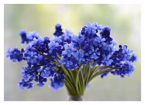 Skleněný obraz kytice modrých květů (70x50 cm)