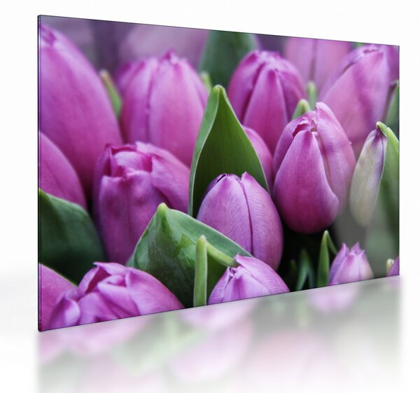 Skleněný obraz - květy tulipánů (70x50 cm)
