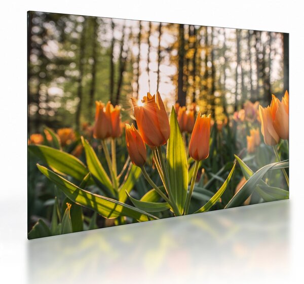 Skleněný obraz - květy tulipánů (70x50 cm)