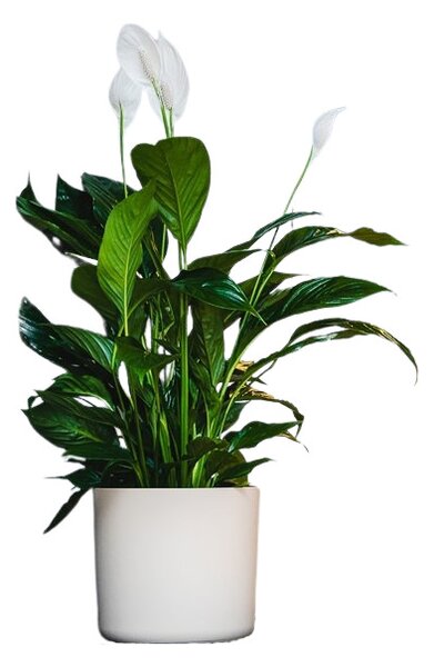 Obal Lora 18 cm, béžová