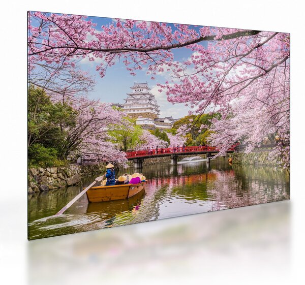 Skleněný obraz japonské třešně (70x50 cm)