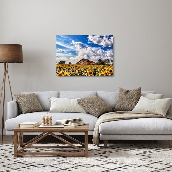 Skleněný obraz slunečnicového pole (70x50 cm)