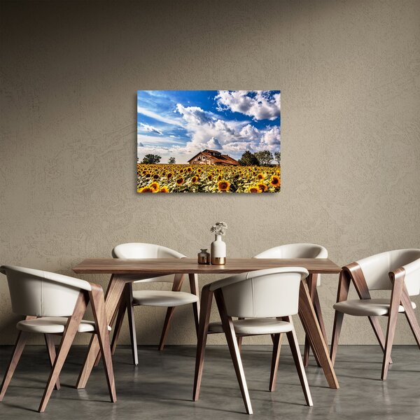 Skleněný obraz slunečnicového pole (70x50 cm)