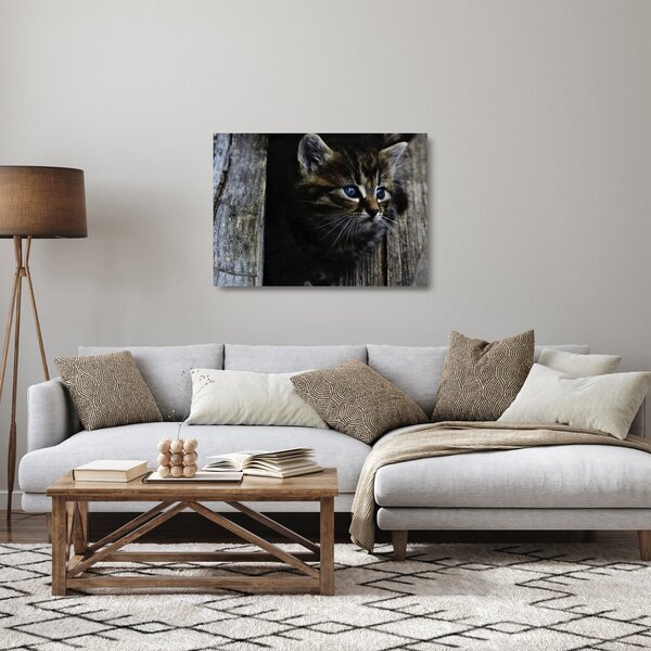 Skleněný obraz koťátka (70x50 cm)