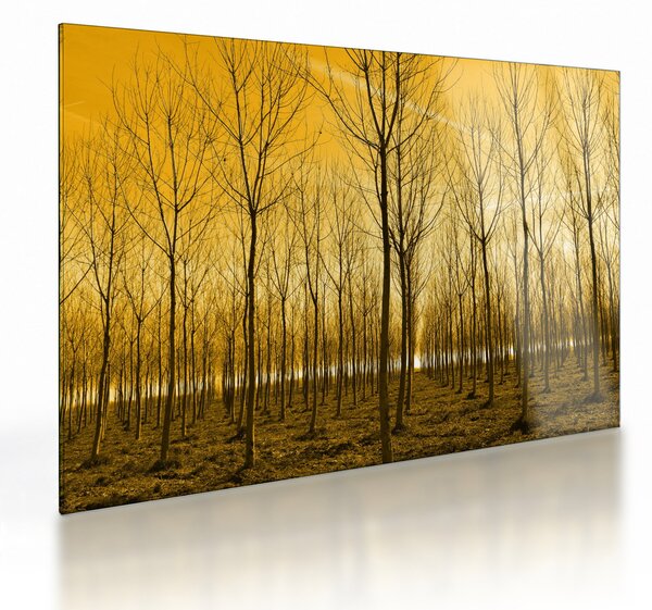 Skleněný obraz lesa při západu slunce (70x50 cm)