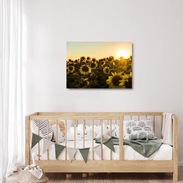 Skleněný obraz slunečnicového pole (70x50 cm)