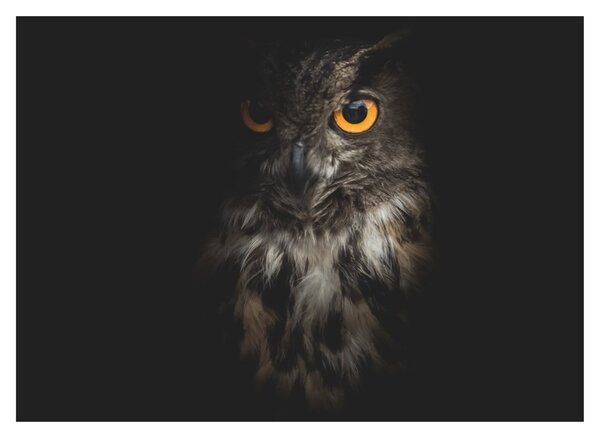 Skleněný obraz sovy (70x50 cm)