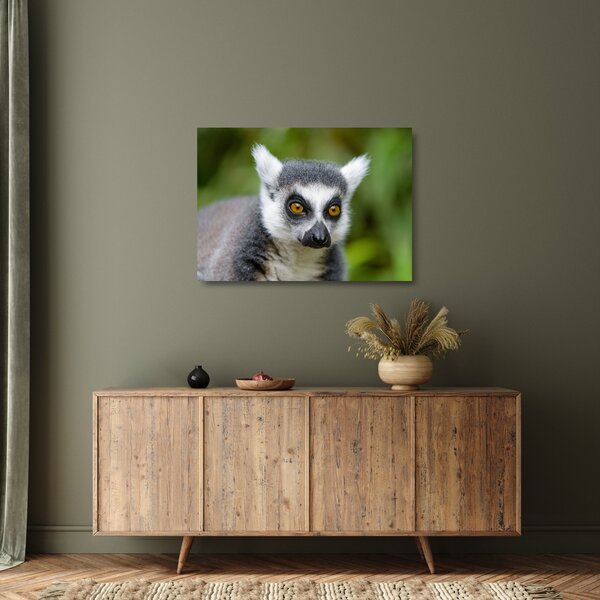 Skleněný obraz lemura (70x50 cm)