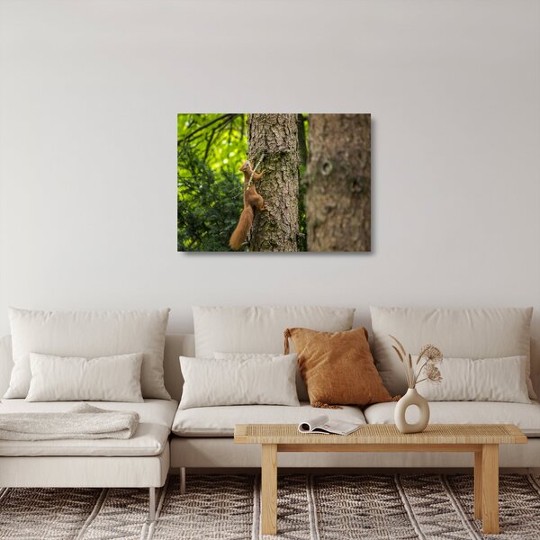 Skleněný obraz - Veverka (70x50 cm)