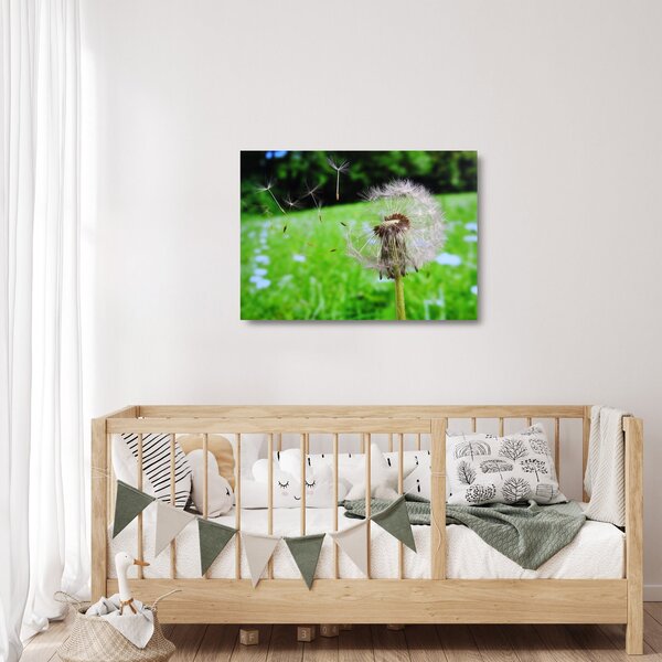 Skleněný obraz pampelišky (70x50 cm)