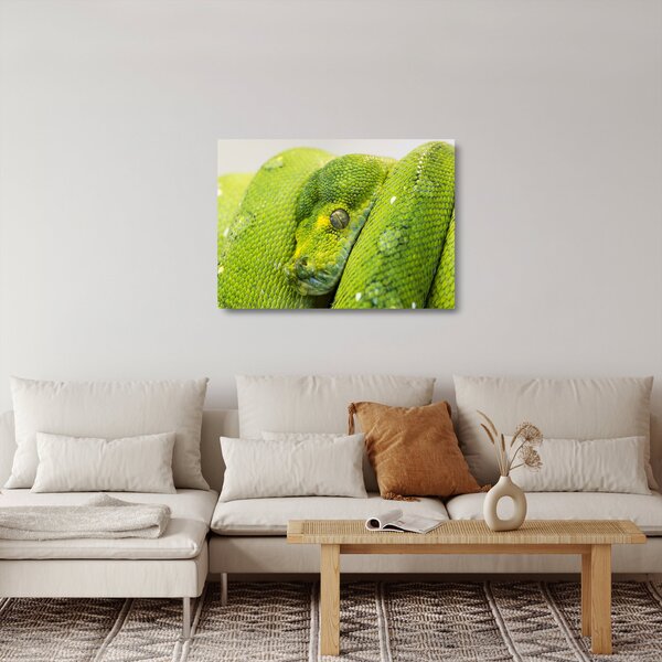 Skleněný obraz hada (70x50 cm)