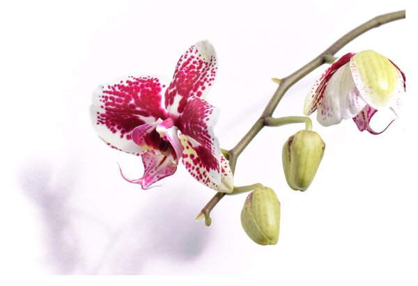 Skleněný obraz květu orchideje (70x50 cm)