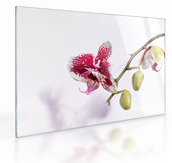 Skleněný obraz květu orchideje (70x50 cm)