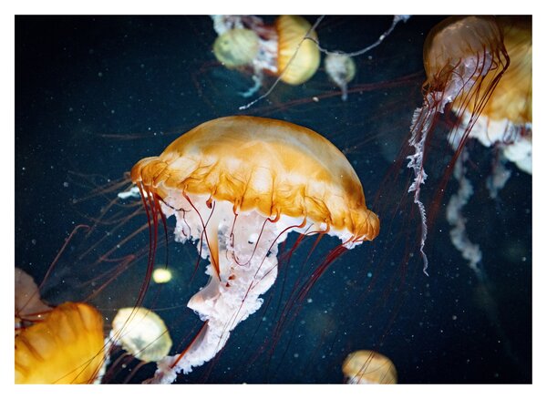 Skleněný obraz medůzy (70x50 cm)
