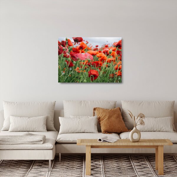 Skleněný obraz z pole vlčích máků (70x50 cm)