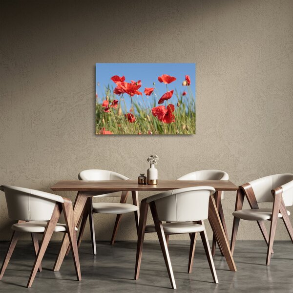 Skleněný obraz - Vlčí máky (70x50 cm)