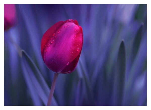 Skleněný obraz poupěte tulipánu (70x50 cm)